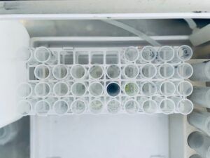 Draufsicht auf ein weißes Reagenzglasgestell, gefüllt mit verschiedenen Reagenzgläsern, von denen einige verschiedenfarbige Flüssigkeiten enthalten.