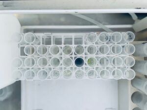 Draufsicht auf ein weißes Reagenzglasgestell, gefüllt mit verschiedenen Reagenzgläsern, von denen einige verschiedenfarbige Flüssigkeiten enthalten.